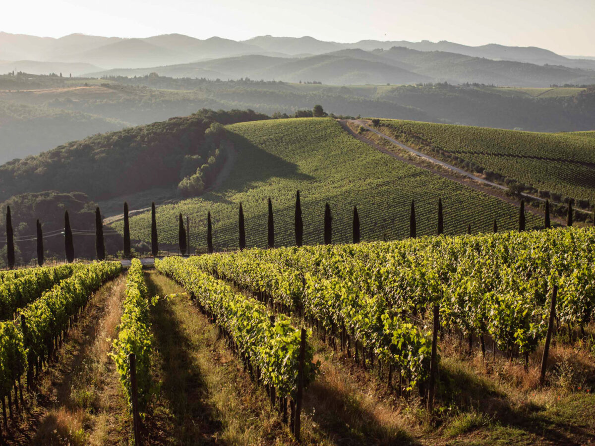 WEB_Terroir_Dievole1