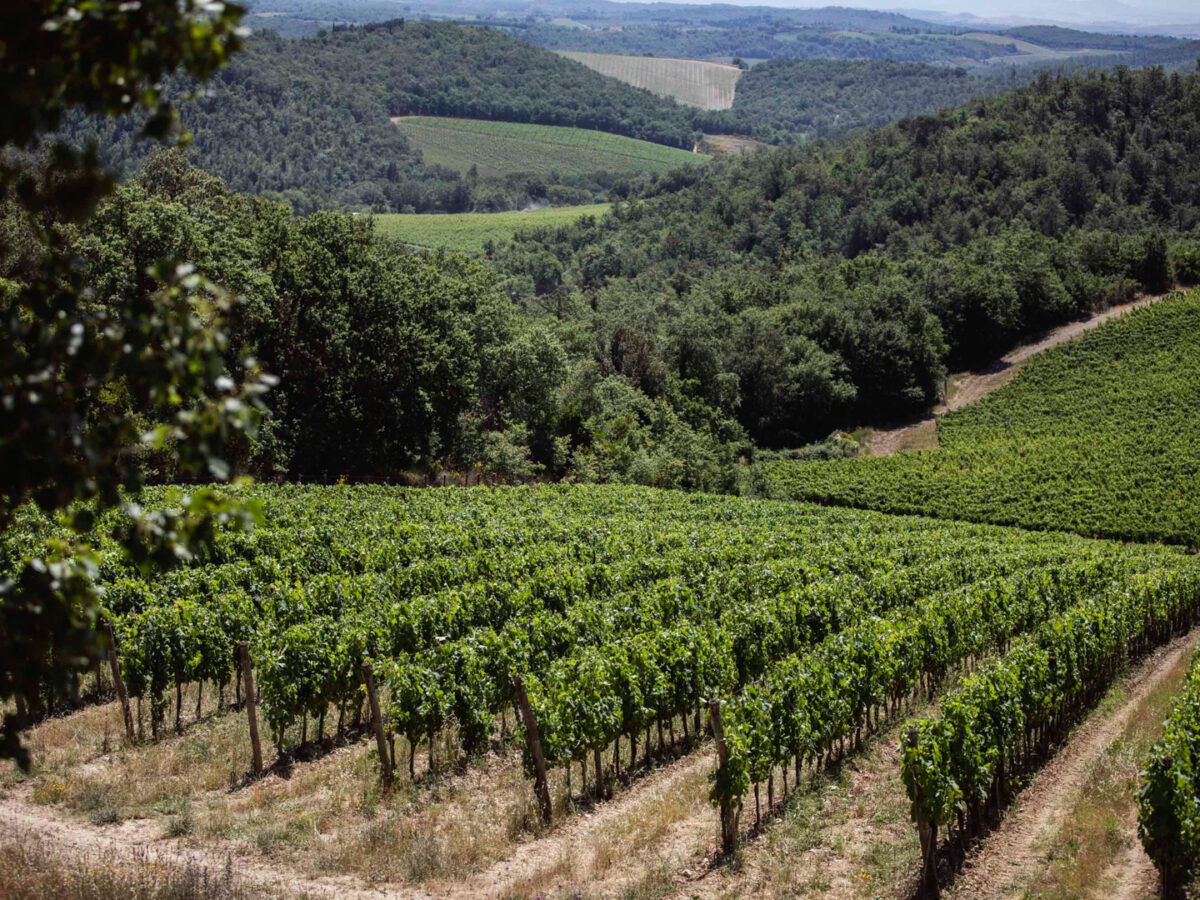 WEB_Terroir_Dievole3