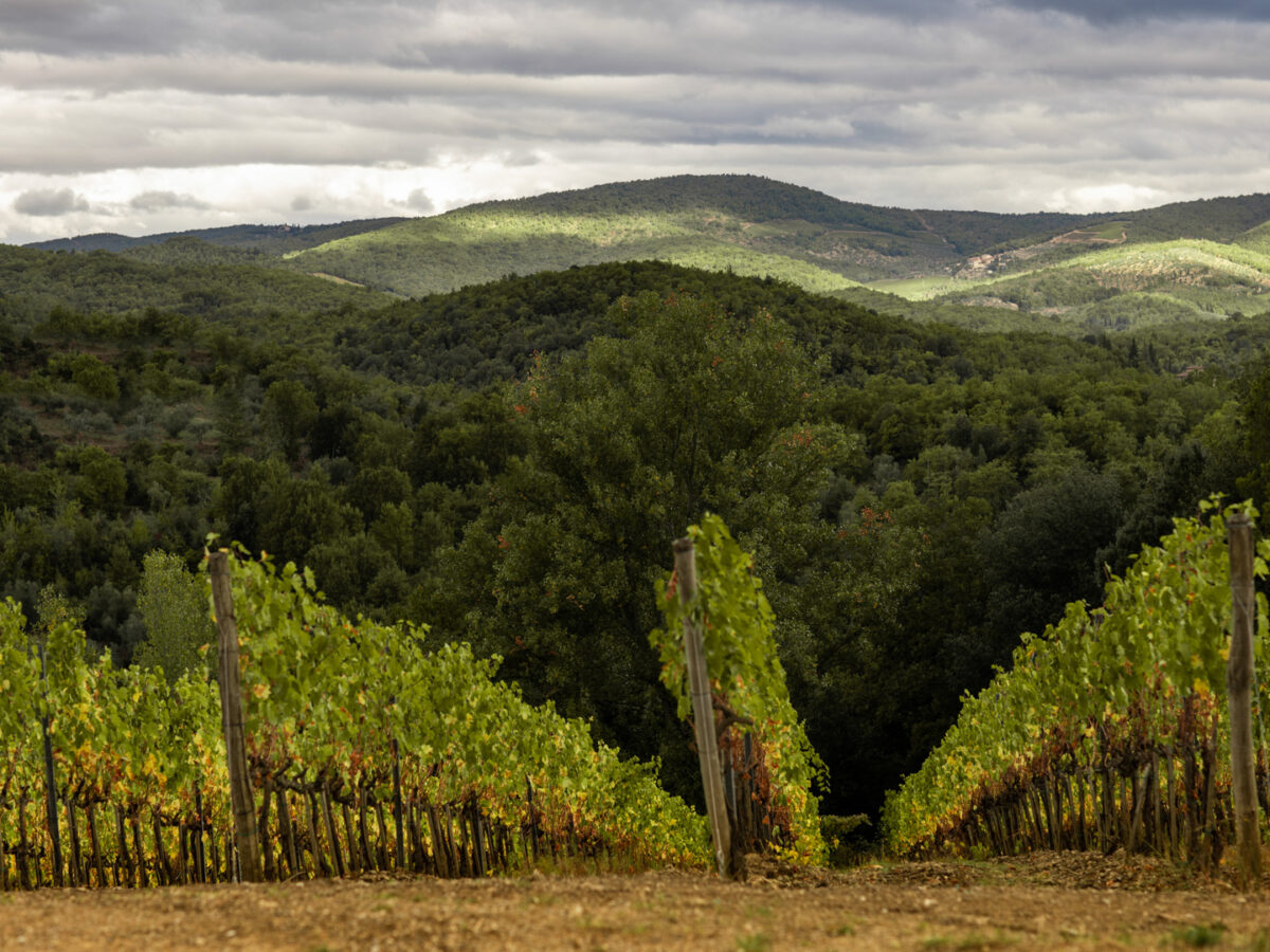 WEB_Terroir_Dievole4