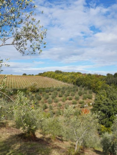olio-home-02
